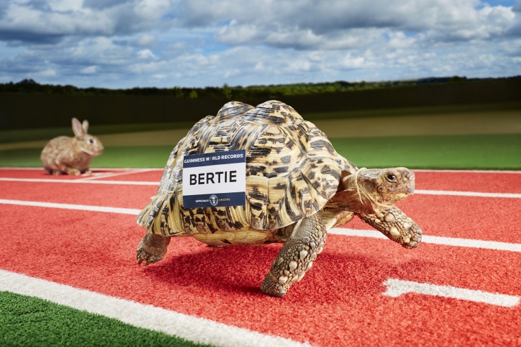 Bertie - Fastest Tortoise
Guinness World Records 2015
Photo Credit: Paul Michael Hughes/Guinness World Records
